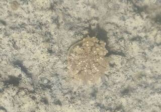 比往年遲到 高雄林園濕地公園水母寶寶近期現蹤