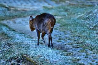 大雪山冬季療癒畫面 山羌履冰霜地毯綠葉結糖霜