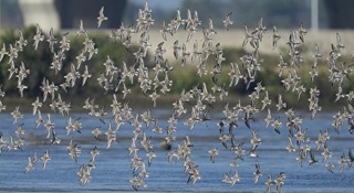 黑腹濱鷸現身台南將軍濕地  匯流成壯觀「鳥河」