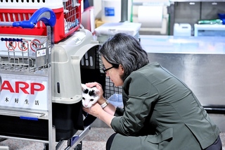 蕭美琴返台拚選戰  下機先關心安撫4喵星人心情