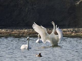 台灣稀有冬候鳥現蹤 小天鵝台南七股魚塭覓食