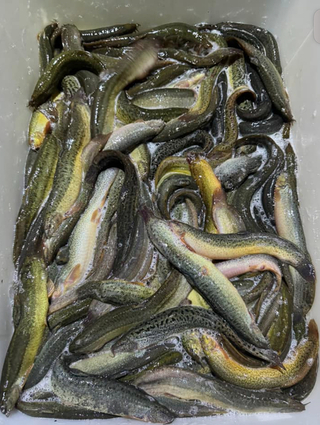 南投北港溪疑遭放生大泥鰍  1小時抓30多台斤