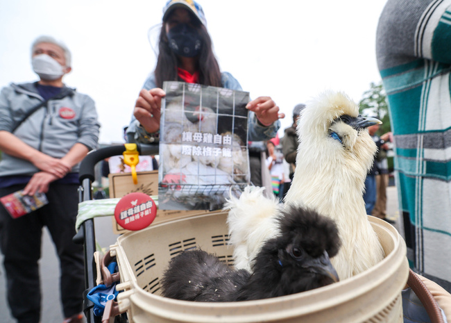 廢格子籠飼養恐衝擊產業 農業部鼓勵雞蛋友善生產 | 華視新聞