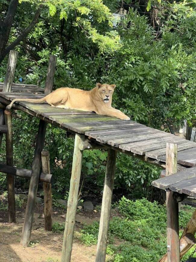 野生獼猴嬉戲墜獸欄 遭壽山動物園母獅咬死 | 華視新聞