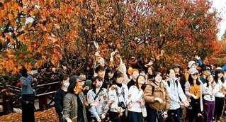 阿里山楓紅限定解說 遊客享受山林療癒旅程