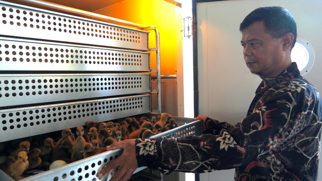 台灣孵化機有效提升產蛋率  助印尼鴨農改善家境 | 華視新聞