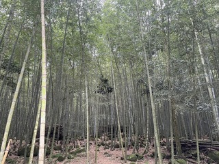 竹林固碳量高 南投縣府尋求企業資源支持竹農契作