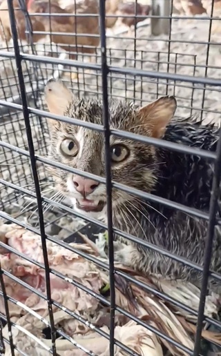 苗栗果園雞隻屢遭侵擾設誘捕籠  石虎落網暫安置