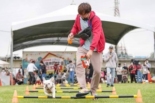 竹市毛小孩運動會12/9登場  萌犬齊聚趣味競賽