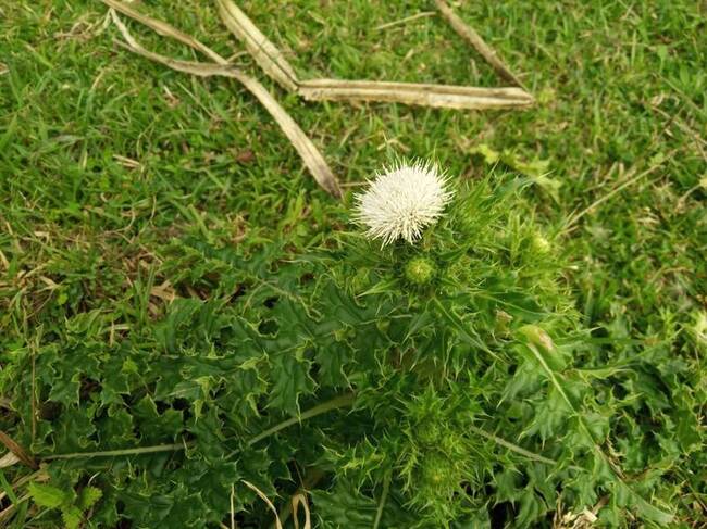 廢耕地轉種雞角刺  墾管處扶植地方創就業機會 | 華視新聞