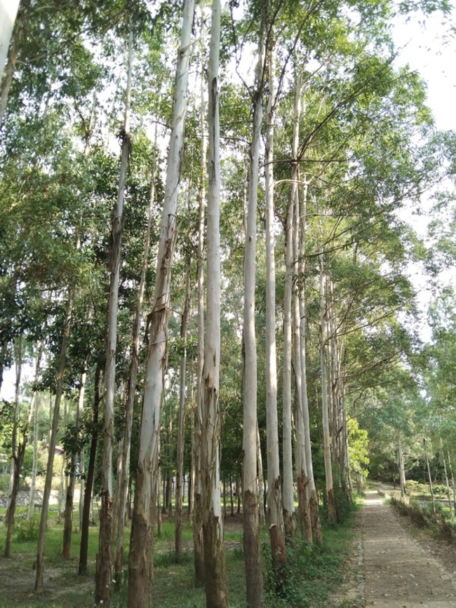 增進林業碳匯效益 林試所展開高密度種植測試 | 華視新聞
