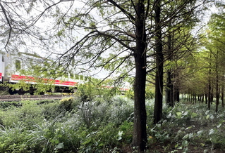 新北推百年歷史場域觀光 113年開放落羽松秘境