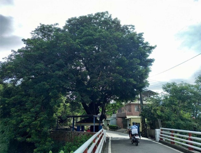 新竹縣增16株受保護樹木  百年茄苳、老黑松入列 | 華視新聞