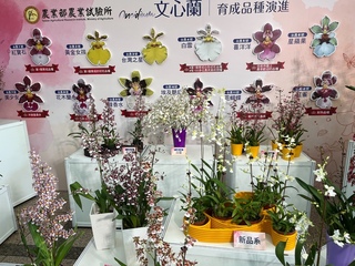 拓展文心蘭外銷商機 盆花苗帶介質啟動輸歐美測試