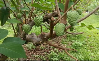 釋迦品管破功中國驗出害蟲  台東地區農會停權10天