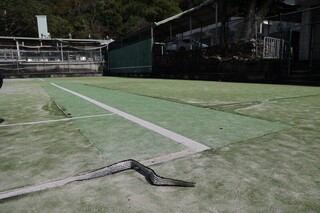 南投水里國中網球場破損 許淑華允籌足經費改善