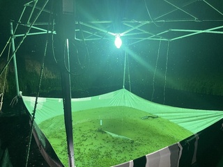 關山有機米田夜間燈光誘引除蟲害 太陽能自產電