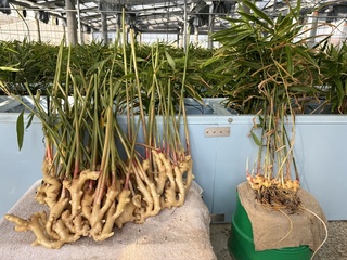 晁陽以綠養農拚商機  首創太陽能溫室生薑種植技術