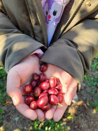 高海拔原鄉種出精品豆 咖啡農放眼國際盃