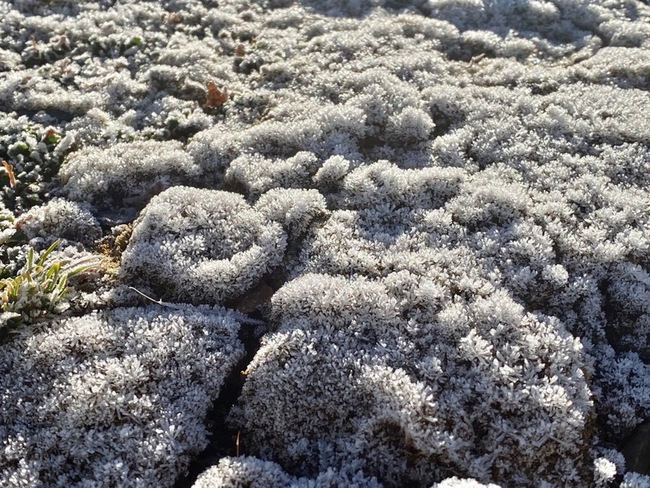 玉山凌晨低溫零下4.2度 植物結霜 | 華視新聞