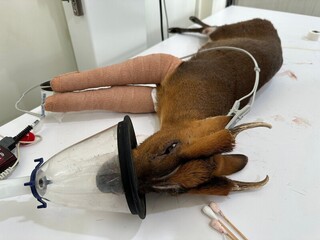 自小客車撞山羌跑百公里 卡車頭抵達目的地才發現