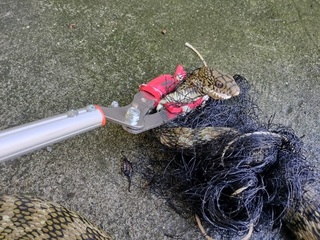 臭青母蛇遭網纏住  雞飼主猜是偷蛋賊仍通報救援