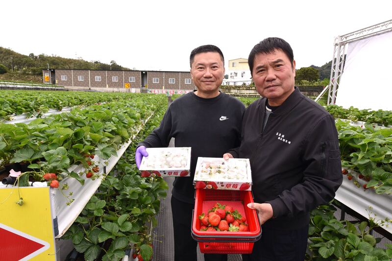 苗栗大湖草莓季報到  鍾東錦體驗採果