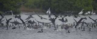 嘉義東石、布袋鳥況佳  籲觀賞者勿亂停車