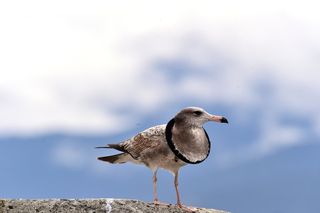 黑尾鷗脖套橡皮圈  釣客心疼宛如戴頭銬