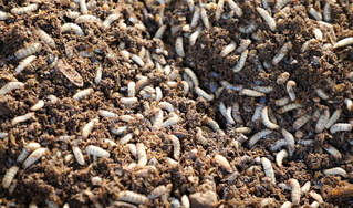 嘉義梅山清潔隊養黑水虻 每天去化200公斤廚餘