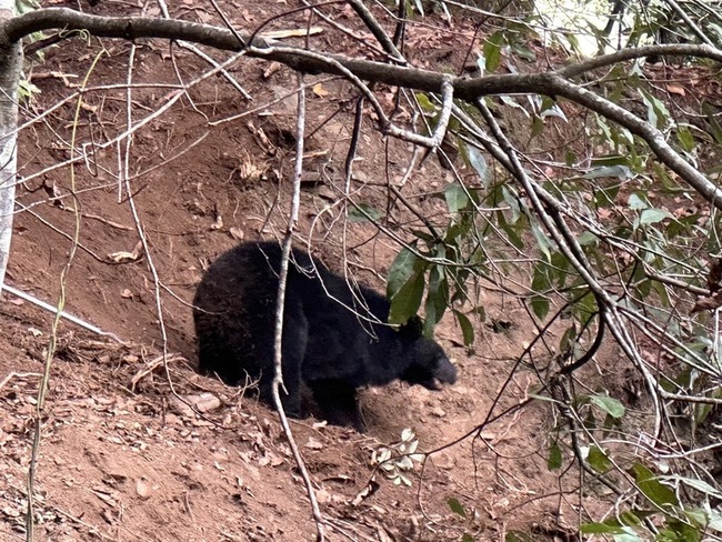 台中和平山區黑熊困捕獸夾 林業保育署馳援 | 華視新聞