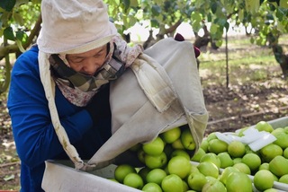 高雄蜜棗電商平台開賣 會員送雄幣回饋金