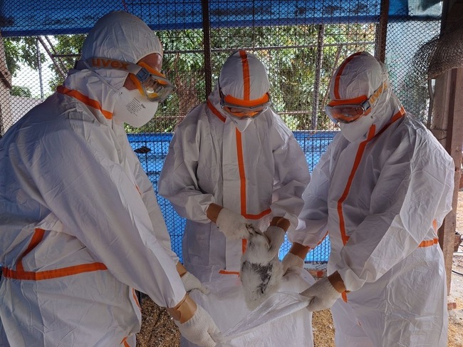 台南麻豆1土雞場檢出禽流感 撲殺逾1.1萬隻 | 華視新聞