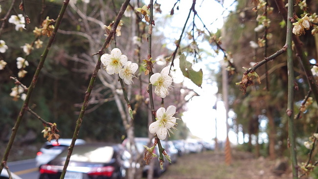 阿里山公路沿途櫻花開 元旦連假吸遊客駐足 | 華視新聞