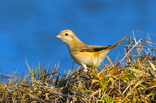 台灣本島首見荒漠伯勞 台南將軍現蹤鳥友搶拍