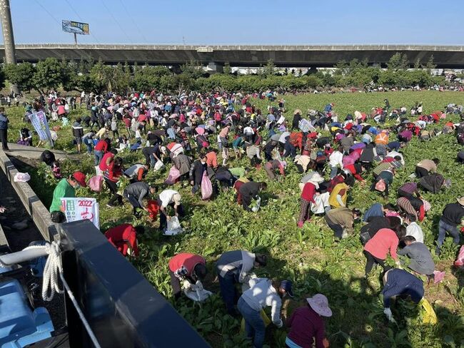 彰縣芬園鄉農會辦拔蘿蔔活動 3萬顆免費拔 | 華視新聞