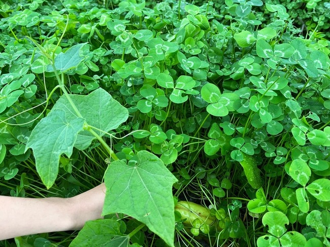 種白花三葉草覆蓋龍鬚菜田 抗炎夏降高溫助生長 | 華視新聞