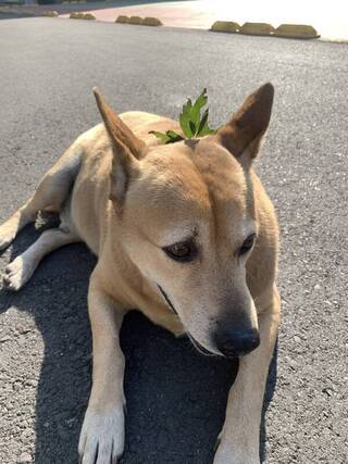 浪浪「小黃」守護保四14年病逝 員警募款送別