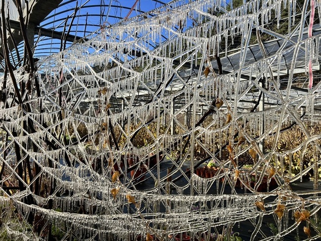 武陵農場藤花園出現結冰景觀  輻射冷卻效應發威 | 華視新聞