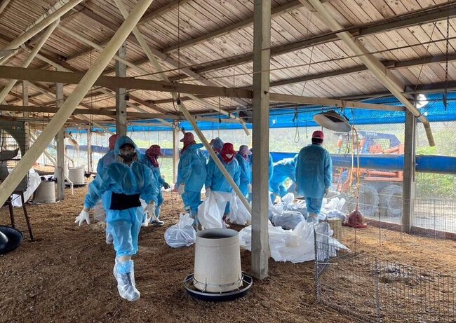 雲林1處土雞場爆H5N1病例 撲殺逾1.8萬隻 | 華視新聞