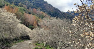 台東梅花爭相綻放  雪白花海將持續至月底