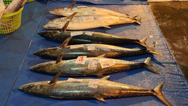 用竹筴魚當活餌 澎湖漁民釣起逾20公斤土魠魚 | 華視新聞