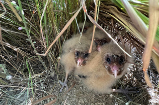 畜試所牧草區引草鴞築巢 初代雛鳥闖蕩2年歸再育4雛
