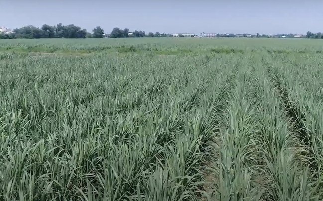 台糖蔗園參與小農種碳專案 評估土壤碳匯潛力助淨零 | 華視新聞