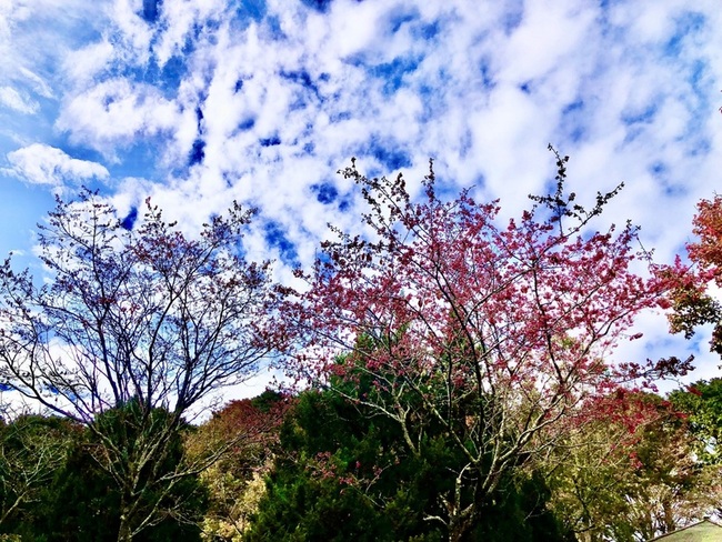 大雪山櫻花搶先綻放  13日起一連兩天春遊抽好禮 | 華視新聞