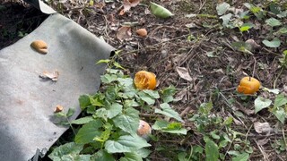 猴害又碰上颱風 東海岸桶柑產量減價格揚