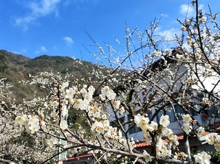 塔塔加低溫路面結冰 信義鄉梅開二度更漂亮還可賞櫻