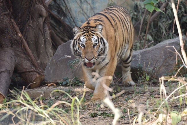 竹市動物園添成員孟加拉虎  邀學童投票取新名 | 華視新聞