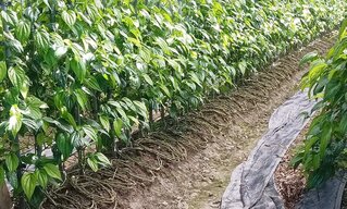 低溫將來襲  台東農改場籲做好作物防寒