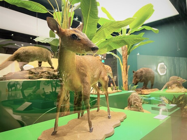 十三行博物館推台灣史前動物特展 化石、模型吸睛 | 華視新聞